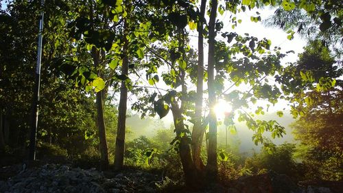 Sun shining through trees