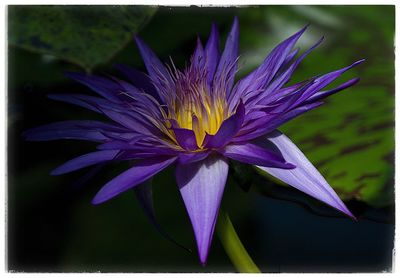 Close-up of purple flower blooming outdoors