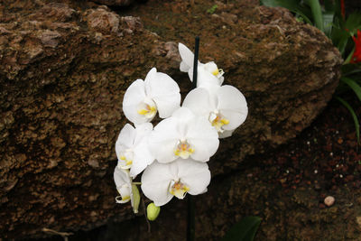 Close-up of white cherry blossom