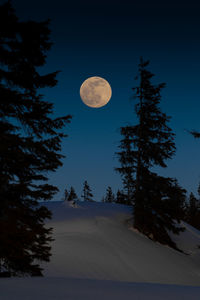 Scenic view of snow covered trees against sky at night