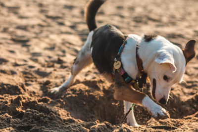 Close-up of a dog on field