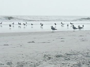 Seagull flying over sea