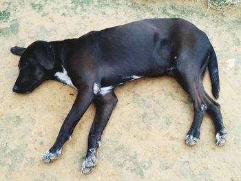 High angle view of dog sleeping