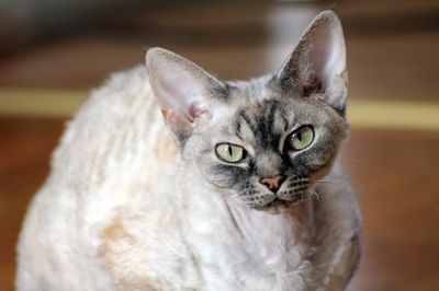 Devon rex cat 