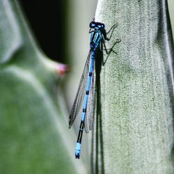 Close-up of a lizard on the background