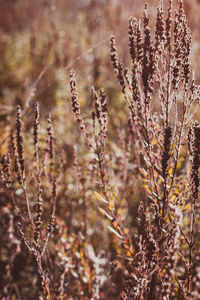 Autumn wild grass on a meadow