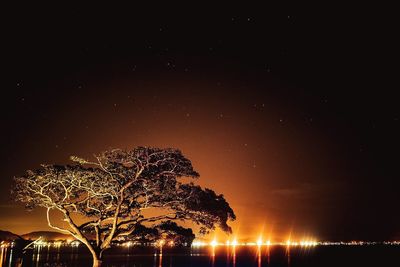 Illuminated tree against sky at night