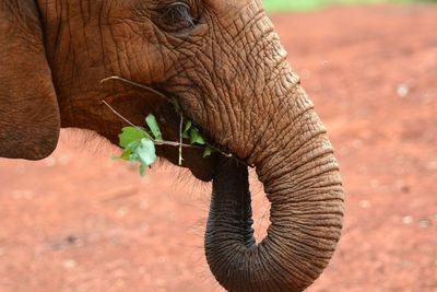 Close-up of elephant