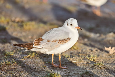 Seagull walking along shore next to sea on sunny summer day. standing grey and white bird gull