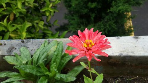 Close-up of pink flowers