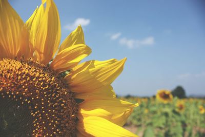 Close-up of yellow sunflower against sky