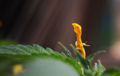 Close-up of butterfly on plant