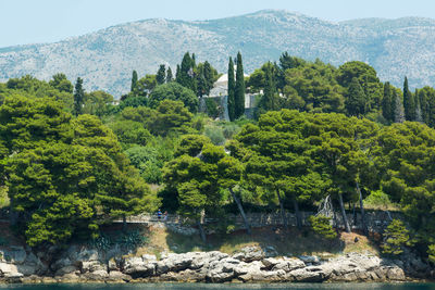 Trees against mountains at cavtat