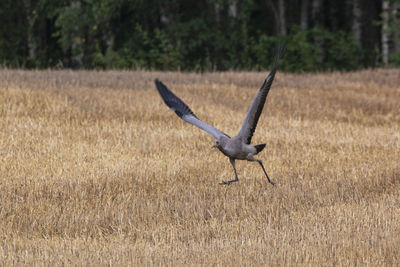 Bird flying over a field