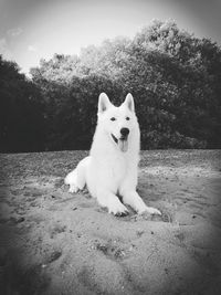 Portrait of dog sitting on beach