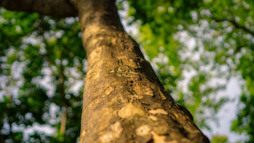 Low angle view of tree trunk in forest