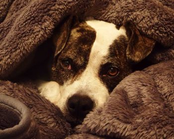 Close-up portrait of dog relaxing