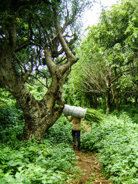 Man and trees in park