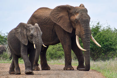 View of elephant on field