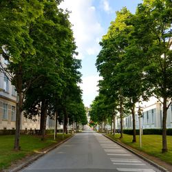 Empty road along trees and plants in city