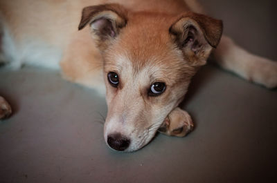 Close-up portrait of a dog