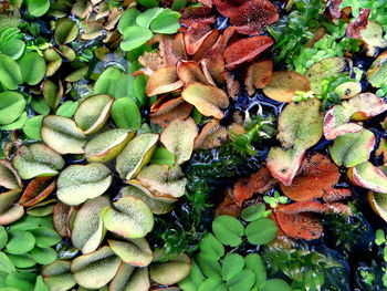 High angle view of plants growing in water