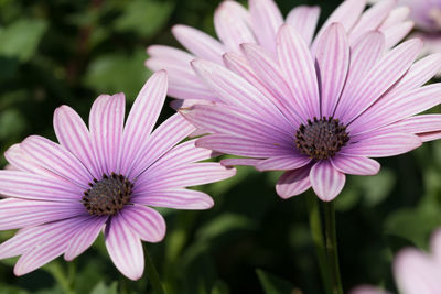 Close-up of pink flower