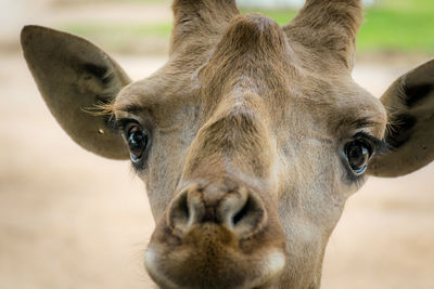 Close-up portrait of giraffe