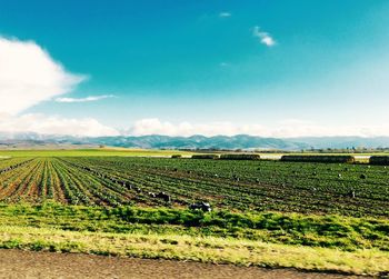 Scenic view of vineyard against clear sky