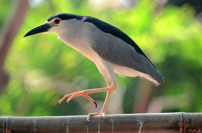 Close-up of bird perching on railing