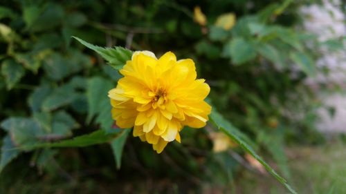 Close-up of yellow flower blooming outdoors