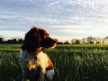 English cocker spaniel sitting on grassy field against sky during sunset