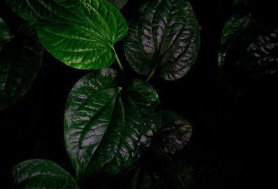 Close-up of green leaves on plant