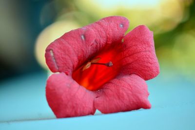 Close-up of red flower