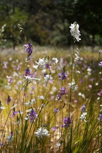 Close-up of purple flowering plant on field