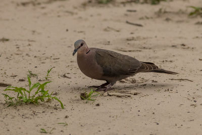 Close-up of bird perching on sand