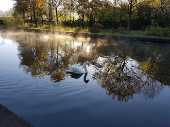 Swan swimming in lake