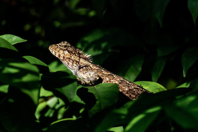 Close-up of a lizard on leaf