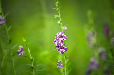 Close-up of on purple flower