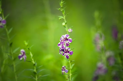 Close-up of insect on purple flower