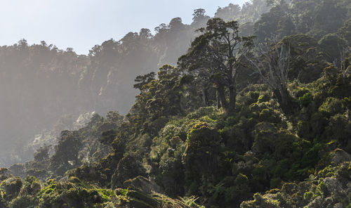 Trees in forest against sky