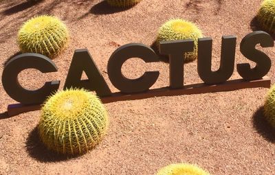 High angle view of succulent plant