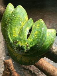 Close-up of green lizard