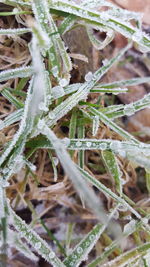 Close-up of cactus plants