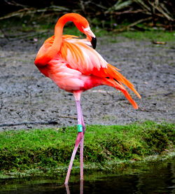 Flamingos in water