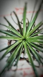 Close-up of fresh green plant