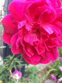 Close-up of pink flower blooming outdoors