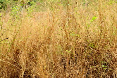 High angle view of bamboo on field