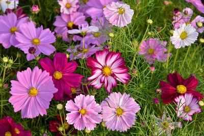 High angle view of pink flowering plants on field