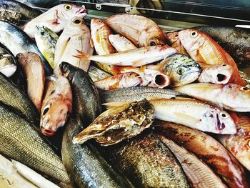 Close-up of fish for sale